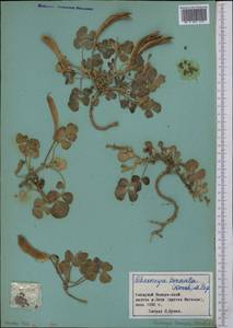 Chesneya ternata (Korsh.)Popov, Middle Asia, Pamir & Pamiro-Alai (M2) (Tajikistan)