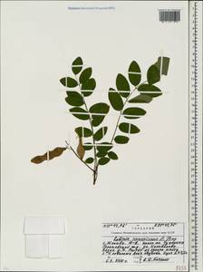 Robinia neomexicana A.Gray, Eastern Europe, Moscow region (E4a) (Russia)
