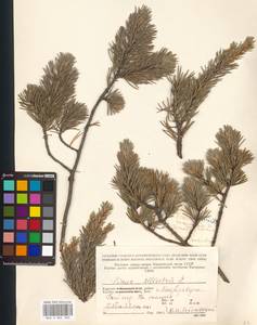 Pinus sylvestris L., Eastern Europe, Northern region (E1) (Russia)