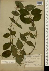 Vincetoxicum scandens Sommier & Levier, Crimea (KRYM) (Russia)