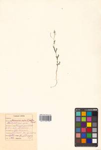 Descurainia sophia (L.) Webb ex Prantl, Siberia, Russian Far East (S6) (Russia)