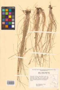 Limnas stelleri Trin., Siberia, Russian Far East (S6) (Russia)