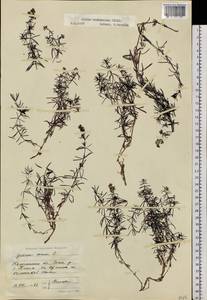 Galium ruthenicum Willd., Siberia, Chukotka & Kamchatka (S7) (Russia)