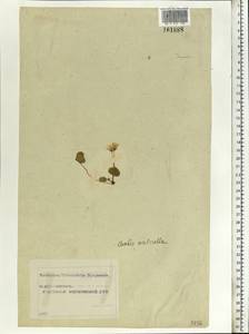 Oxalis acetosella L., Eastern Europe, Moscow region (E4a) (Russia)