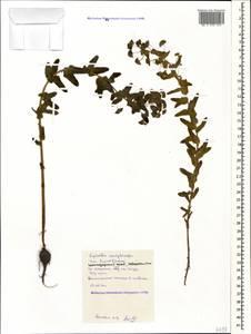 Euphorbia condylocarpa M.Bieb., Caucasus, Black Sea Shore (from Novorossiysk to Adler) (K3) (Russia)