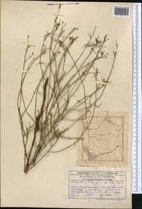 Chondrilla brevirostris Fisch. & C. A. Mey., Middle Asia, Caspian Ustyurt & Northern Aralia (M8) (Kazakhstan)