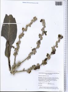 Verbascum songaricum Schrenk, Middle Asia, Western Tian Shan & Karatau (M3) (Kyrgyzstan)
