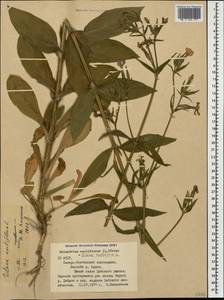 Silene noctiflora L., Caucasus, North Ossetia, Ingushetia & Chechnya (K1c) (Russia)
