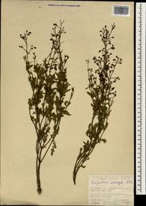 Scrophularia variegata M. Bieb., South Asia, South Asia (Asia outside ex-Soviet states and Mongolia) (ASIA) (Turkey)