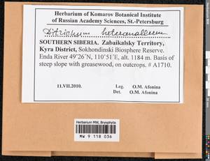 Ditrichum heteromallum (Hedw.) E. Britton, Bryophytes, Bryophytes - Baikal & Transbaikal regions (B18) (Russia)