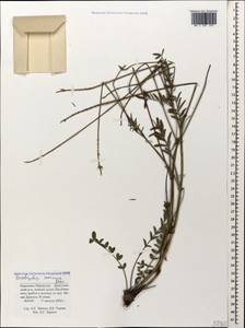 Onobrychis inermis Steven, Caucasus, Stavropol Krai, Karachay-Cherkessia & Kabardino-Balkaria (K1b) (Russia)