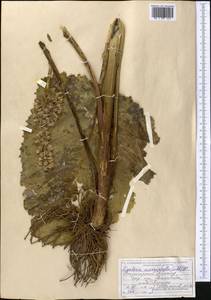 Ligularia macrophylla (Ledeb.) DC., Middle Asia, Dzungarian Alatau & Tarbagatai (M5) (Kazakhstan)