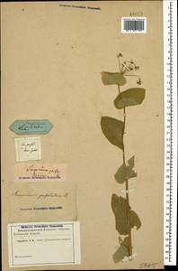 Smyrnium perfoliatum L., Caucasus (no precise locality) (K0)