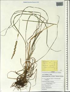 Koeleria pyramidata subsp. pyramidata, Eastern Europe, Western region (E3) (Russia)