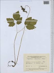 Thalictrum tuberiferum Maxim., Siberia, Russian Far East (S6) (Russia)