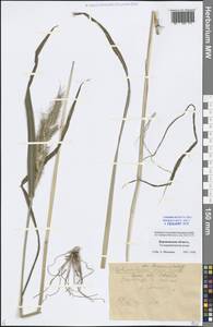 Echinochloa crus-galli (L.) P.Beauv., Eastern Europe, Central forest-and-steppe region (E6) (Russia)