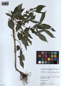 Elsholtzia ciliata (Thunb.) Hyl., Siberia, Altai & Sayany Mountains (S2) (Russia)
