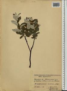 Salix lapponum L., Eastern Europe, Volga-Kama region (E7) (Russia)