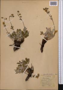 Potentilla hololeuca Boiss., Middle Asia, Pamir & Pamiro-Alai (M2)