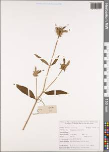 Carpesium cernuum L., South Asia, South Asia (Asia outside ex-Soviet states and Mongolia) (ASIA) (Vietnam)