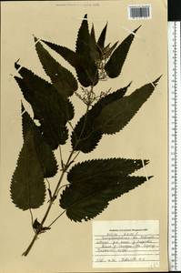 Urtica dioica L., Eastern Europe, South Ukrainian region (E12) (Ukraine)