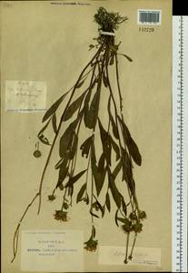 Eurybia sibirica subsp. sibirica, Siberia, Yakutia (S5) (Russia)