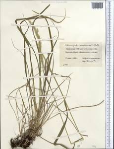 Calamagrostis arundinacea (L.) Roth, Middle Asia, Northern & Central Kazakhstan (M10) (Kazakhstan)