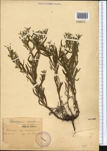 Pseudoheterocaryum rigidum (A. DC.) Kaz. Osaloo & Saadati, Middle Asia, Syr-Darian deserts & Kyzylkum (M7) (Uzbekistan)