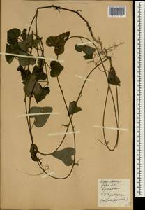 Orthosia guilleminiana (Decne.) Liede & Meve, South Asia, South Asia (Asia outside ex-Soviet states and Mongolia) (ASIA) (China)
