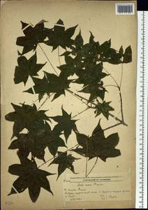 Acer pictum subsp. mono (Maxim.) H. Ohashi, Siberia, Russian Far East (S6) (Russia)