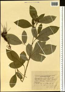 Atractylodes lancea (Thunb.) DC., Siberia, Russian Far East (S6) (Russia)