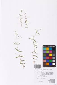 Stellaria longifolia (Regel) Muhl. ex Willd., Eastern Europe, Central region (E4) (Russia)