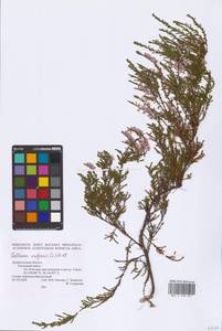 Calluna vulgaris (L.) Hull, Eastern Europe, Northern region (E1) (Russia)