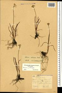 Allium denudatum Redouté, Caucasus, Stavropol Krai, Karachay-Cherkessia & Kabardino-Balkaria (K1b) (Russia)