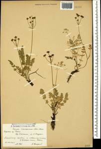 Carum caucasicum (M. Bieb.) Boiss., Caucasus, Armenia (K5) (Armenia)
