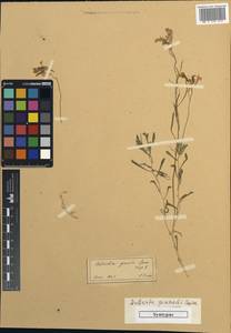 Aubrieta pinardii Boiss., South Asia, South Asia (Asia outside ex-Soviet states and Mongolia) (ASIA) (Turkey)