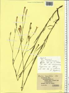 Dianthus pallens M. Bieb., Eastern Europe, Central forest-and-steppe region (E6) (Russia)