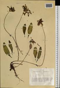 Phedimus aizoon (L.) 't Hart, Siberia, Western Siberia (S1) (Russia)