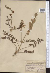 Onobrychis chorassanica Boiss., Middle Asia, Pamir & Pamiro-Alai (M2) (Uzbekistan)