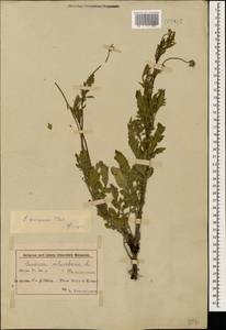 Scabiosa columbaria L., Caucasus, Azerbaijan (K6) (Azerbaijan)