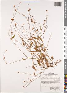 Plumbagella micrantha (Ledeb.) Spach, Siberia, Altai & Sayany Mountains (S2) (Russia)