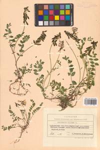 Astragalus alpinus L., Siberia, Chukotka & Kamchatka (S7) (Russia)