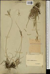 Bothriochloa ischaemum (L.) Keng, Caucasus, Stavropol Krai, Karachay-Cherkessia & Kabardino-Balkaria (K1b) (Russia)