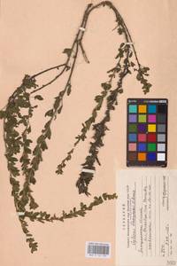 Chamaecytisus ratisbonensis (Schaeff.) Rothm., Eastern Europe, West Ukrainian region (E13) (Ukraine)