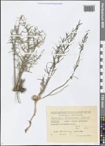 Asparagus breslerianus Schult. & Schult.f., Caucasus, Azerbaijan (K6) (Azerbaijan)