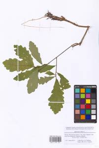 Quercus robur L., Eastern Europe, Moscow region (E4a) (Russia)