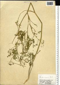 Ferula caspica M.Bieb., Siberia, Western (Kazakhstan) Altai Mountains (S2a) (Kazakhstan)