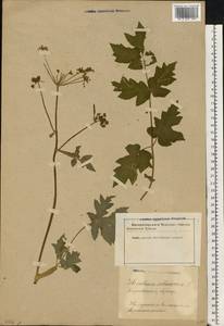 Heracleum sphondylium subsp. sibiricum (L.) Simonk., Eastern Europe, Latvia (E2b) (Latvia)