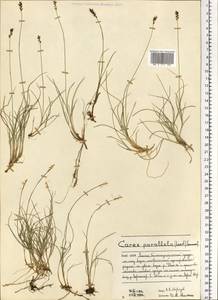 Carex parallela (Laest.) Sommerf., Eastern Europe, Northern region (E1) (Russia)