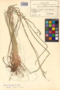 Juncus beringensis Buchenau, Siberia, Russian Far East (S6) (Russia)